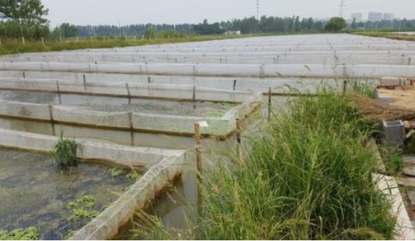 水蛭養殖要求有哪些 水蛭養殖池的建造方法(圖解)