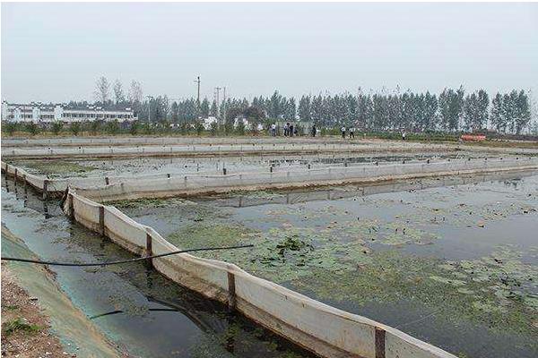 水蛭養殖要求有哪些 水蛭養殖池的建造方法(圖解)
