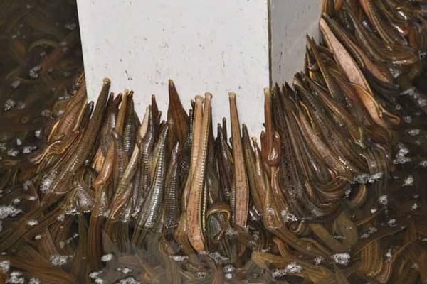 水蛭養殖要求有哪些 水蛭養殖池的建造方法(圖解)