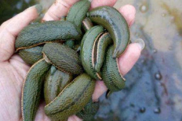 水蛭養殖要求有哪些 水蛭養殖池的建造方法(圖解)