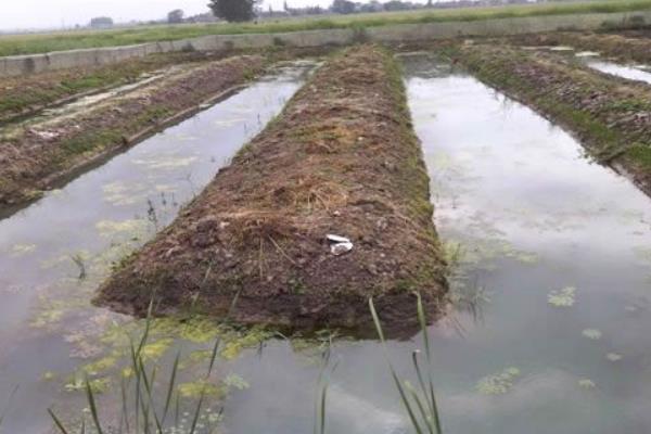 水蛭養殖要求有哪些 水蛭養殖池的建造方法(圖解)