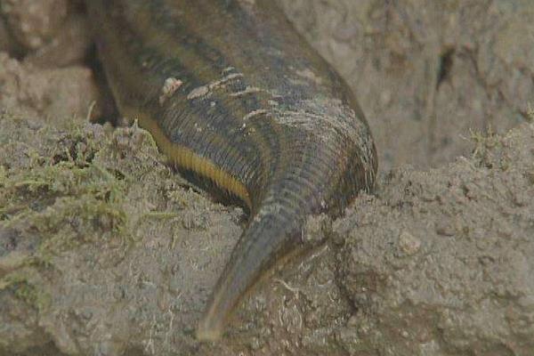 水蛭養殖最大的困難是什么 水蛭科學養殖技術