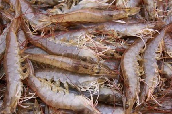 南美白對蝦淡水養殖技術 南美白對蝦白便治療方法