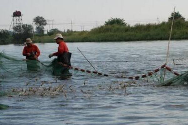 南美白對蝦淡水養殖技術 南美白對蝦白便治療方法