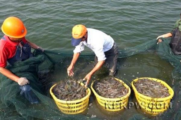 南美白對蝦淡水養殖技術 南美白對蝦白便治療方法