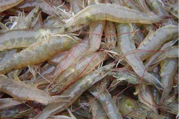 南美白對蝦淡水養殖技術 南美白對蝦白便治療方法