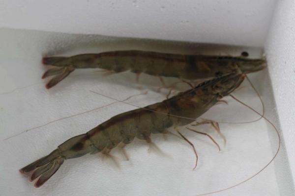 南美白對蝦淡水養殖技術 南美白對蝦白便治療方法