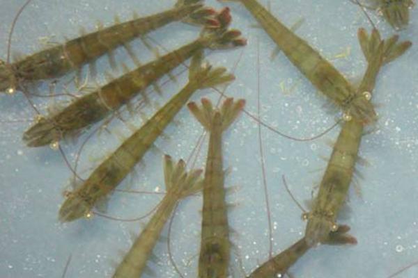 南美白對蝦淡水養殖技術 南美白對蝦白便治療方法