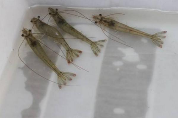 南美白對蝦淡水養殖技術 南美白對蝦白便治療方法