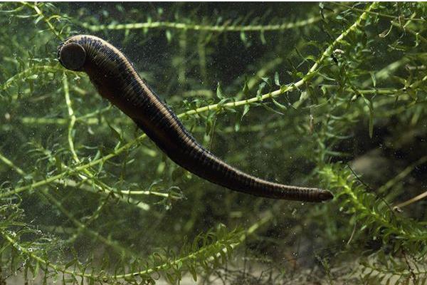 水蛭種苗市場價格多少錢一斤 哪里有賣水蛭苗