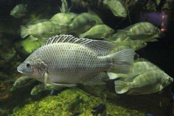 羅非魚怎么做好吃又簡單 羅非魚家常做法大全