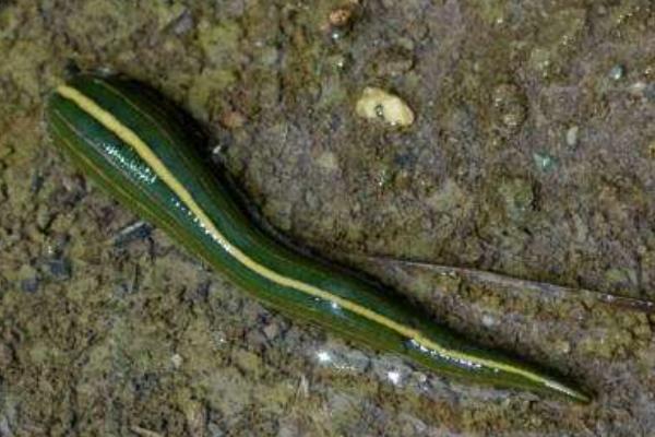 螞蝗怎么養 螞蝗養殖技術與注意事項