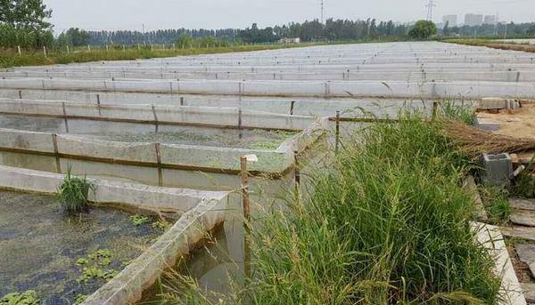 螞蝗怎么養 螞蝗養殖技術與注意事項