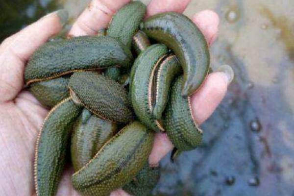 螞蝗怎么養 螞蝗養殖技術與注意事項