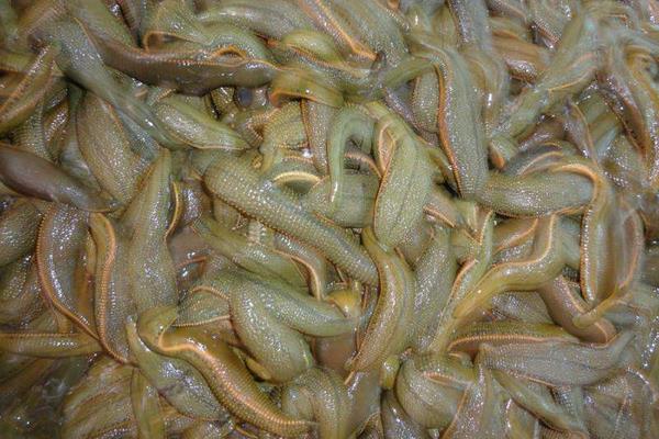 螞蝗怎么養 螞蝗養殖技術與注意事項