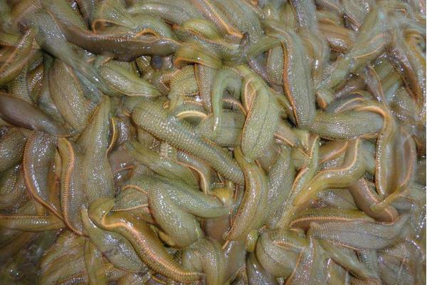 螞蝗吃到肚子里怎么辦 螞蟥在人體里能活多久