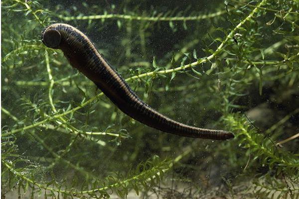 螞蝗吃到肚子里怎么辦 螞蟥在人體里能活多久