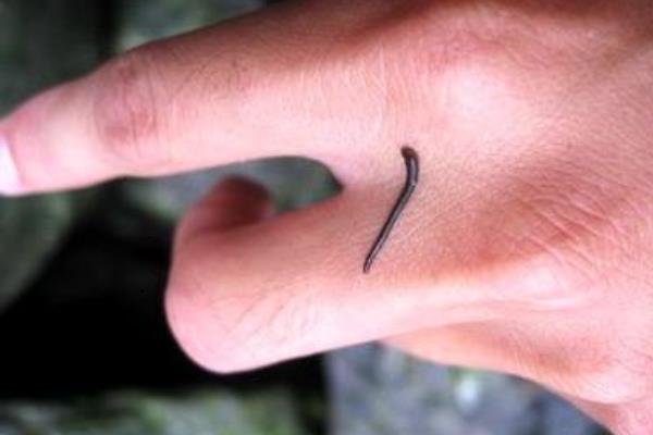 螞蝗吃到肚子里怎么辦 螞蟥在人體里能活多久