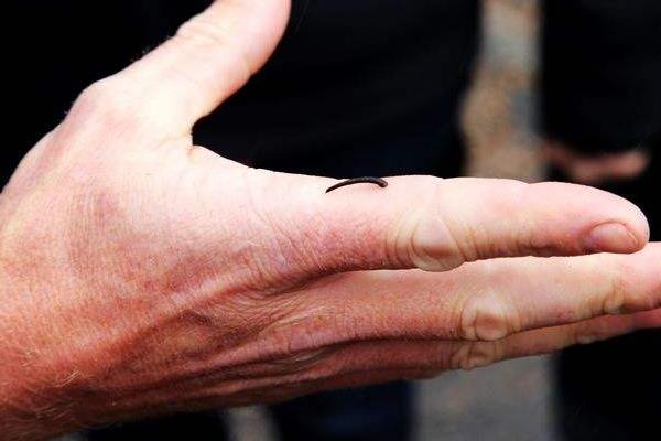 螞蝗吃到肚子里怎么辦 螞蟥在人體里能活多久