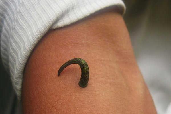 螞蝗吃到肚子里怎么辦 螞蟥在人體里能活多久