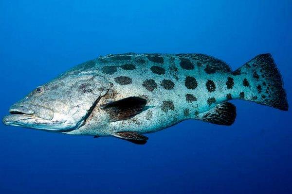 石斑魚好吃嗎 石斑魚怎么殺 石斑魚刺多嗎