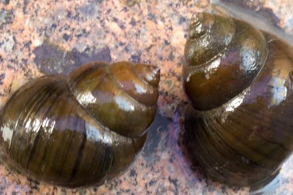 田螺怎么養(yǎng) 田螺養(yǎng)殖技術與注意事項