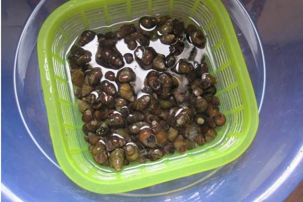 怎么炒田螺好吃入味又簡單 田螺家常做法大全