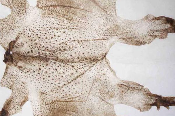 蟾衣的功效與作用及禁忌 蟾衣的藥用價值