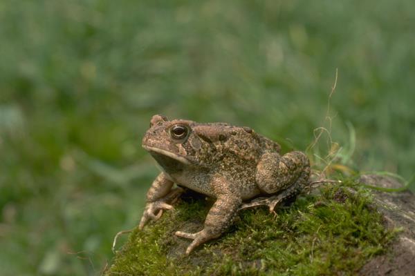 蟾蜍吃什么 蟾蜍養殖技術
