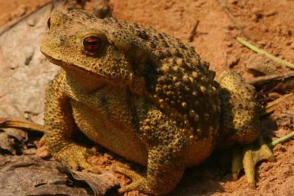 蟾蜍養殖前景好嗎 養殖蟾蜍銷路怎么樣