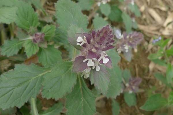青魚膽草功效與作用及禁忌 青魚膽草藥用價值