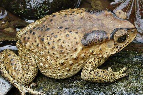 夢見牛蛙是什么意思 女人夢到牛蛙有什么預兆（是胎夢嗎）