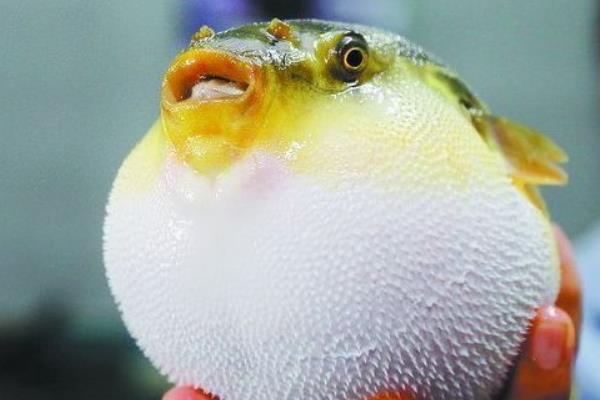 河豚好養嗎 河豚吃什么 河豚養殖技術