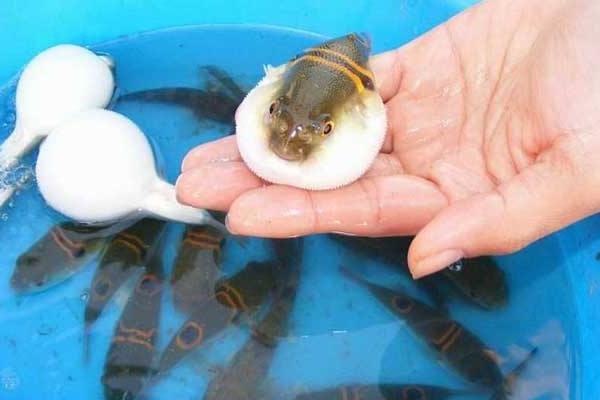 河豚好養(yǎng)嗎 河豚吃什么 河豚養(yǎng)殖技術