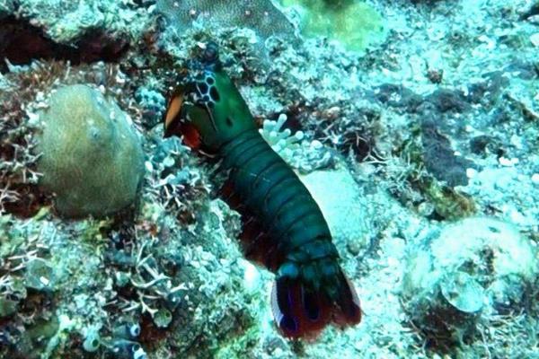 河豚好養(yǎng)嗎 河豚吃什么 河豚養(yǎng)殖技術