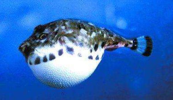 河豚好養(yǎng)嗎 河豚吃什么 河豚養(yǎng)殖技術