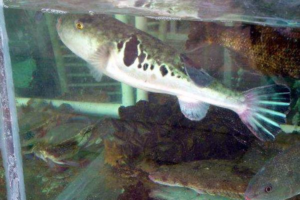 河豚好養(yǎng)嗎 河豚吃什么 河豚養(yǎng)殖技術