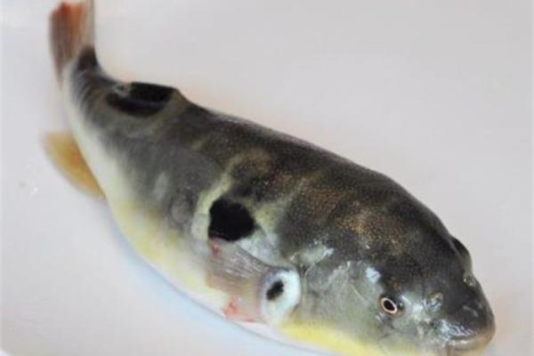 河豚好養(yǎng)嗎 河豚吃什么 河豚養(yǎng)殖技術