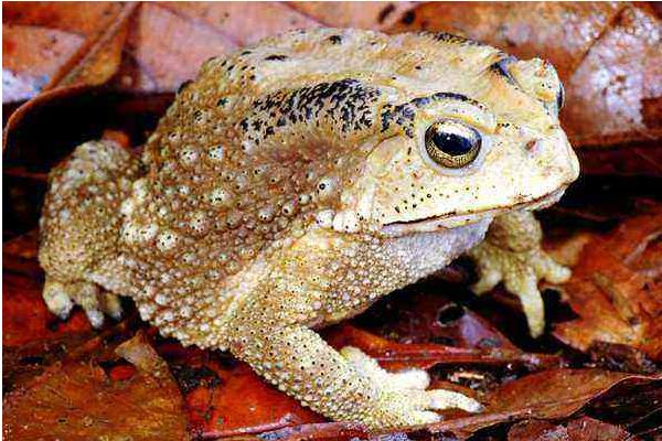 牛蛙寄生蟲多嗎 牛蛙煮多久才可以安全