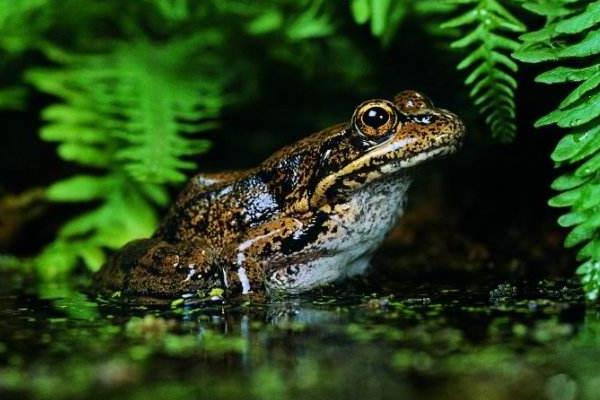 牛蛙寄生蟲多嗎 牛蛙煮多久才可以安全