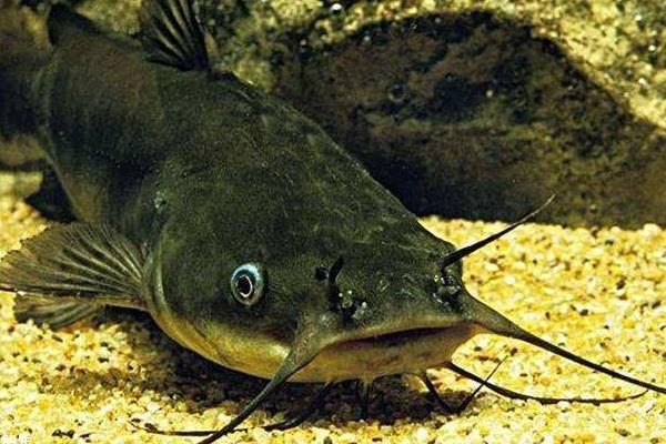 鯰魚好吃嗎 孕婦可以吃鯰魚嗎