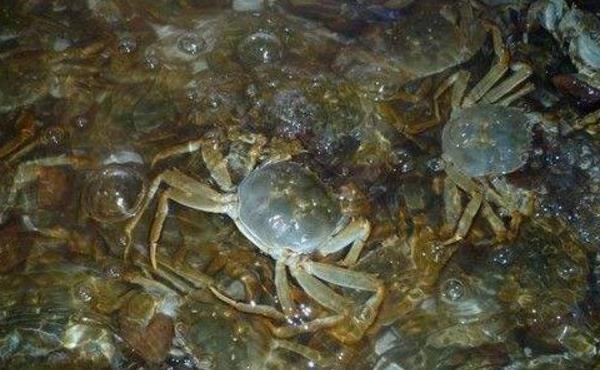 孕婦可以吃河蟹嗎 河蟹死了還能吃嗎