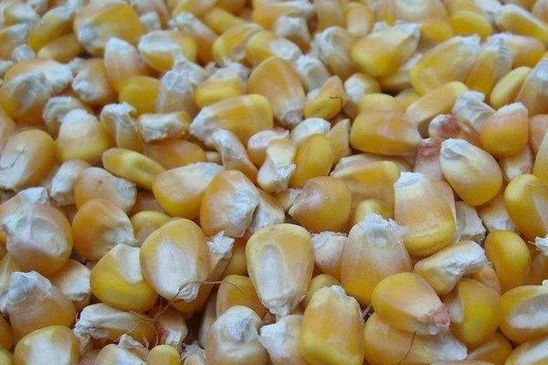 怎么用玉米釣草魚 釣草魚用什么打窩好 釣草魚怎么調漂