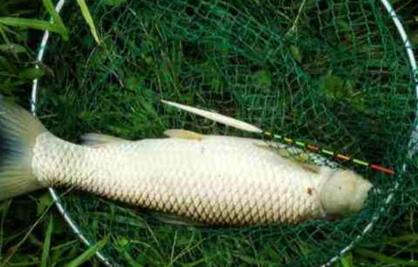 怎么用玉米釣草魚 釣草魚用什么打窩好 釣草魚怎么調漂