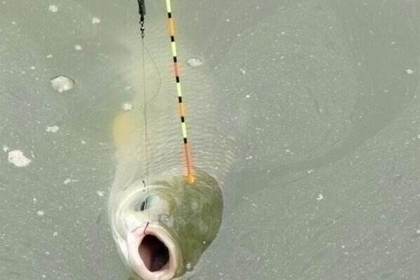 怎么用玉米釣草魚 釣草魚用什么打窩好 釣草魚怎么調漂