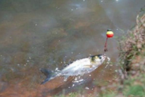 怎么用玉米釣草魚 釣草魚用什么打窩好 釣草魚怎么調漂