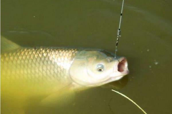 怎么用玉米釣草魚 釣草魚用什么打窩好 釣草魚怎么調漂