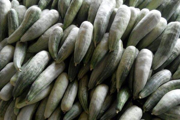 羊角蜜甜瓜功效與作用 羊角蜜甜瓜營養價值