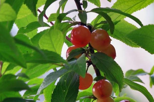 栽櫻桃樹最忌什么 院里為什么不栽櫻桃樹