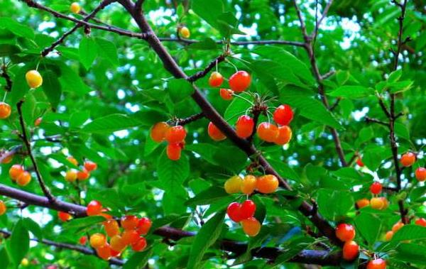 栽櫻桃樹最忌什么 院里為什么不栽櫻桃樹